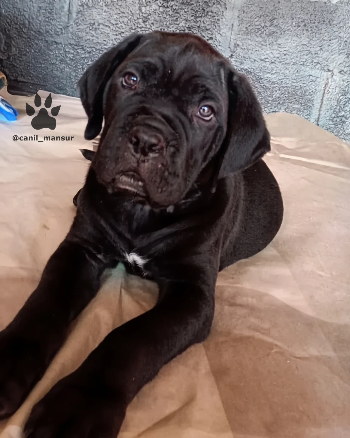 Filhote de Cane Corso preto deitado, olhando para cima