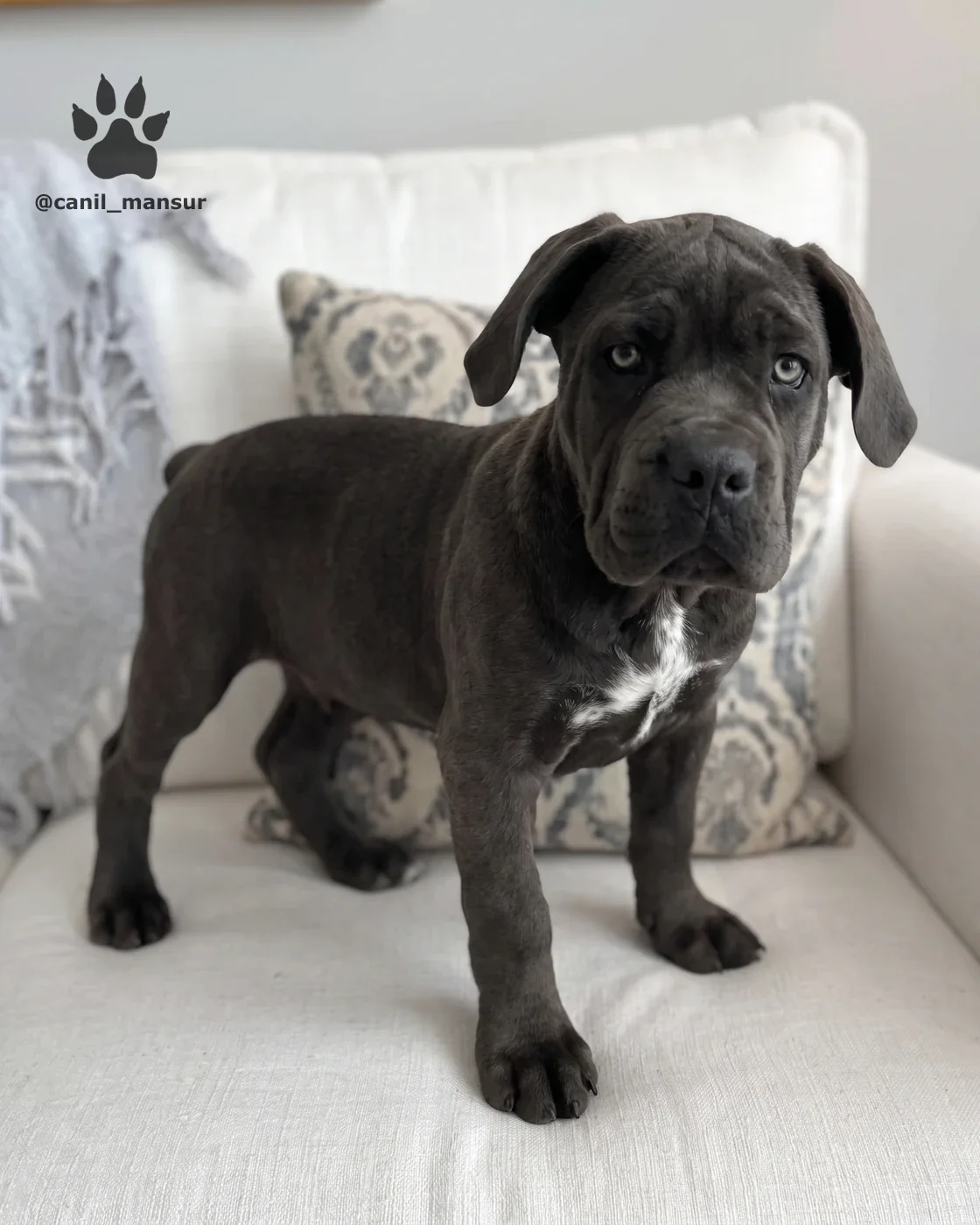 Filhote de Cane Corso preto em pe no sofa, de corpo inteiro