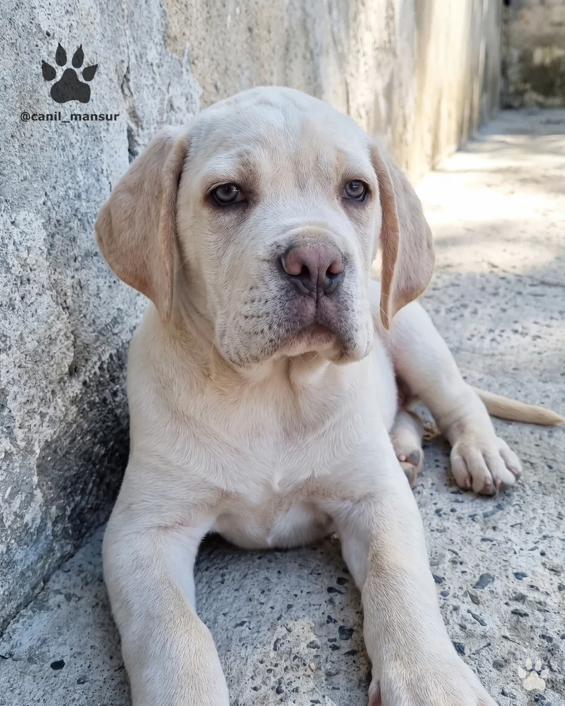 Filhote de Cane Corso claro deitado a sombra, no Canil Mansur