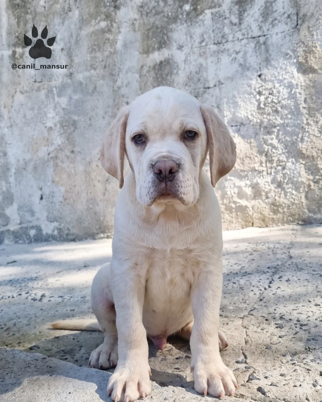 Filhote de Cane Corso de pelagem clara sentado de frente, no Canil Mansur