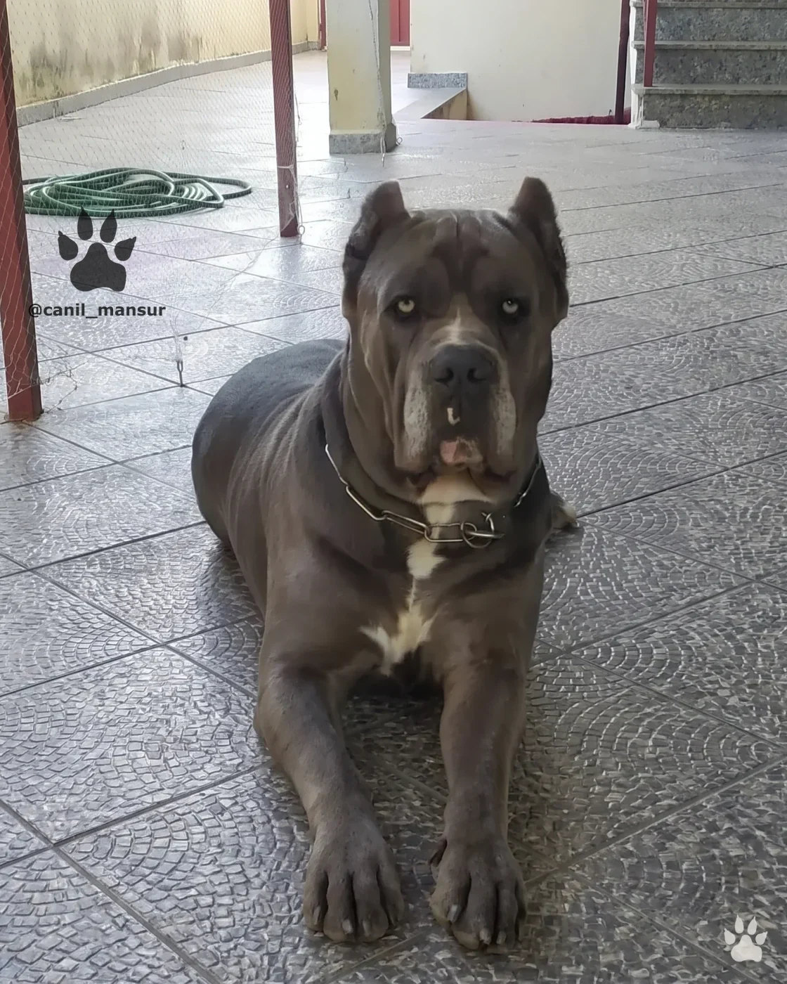 Cane Corso Italiano cinza adulto, do Canil Mansur