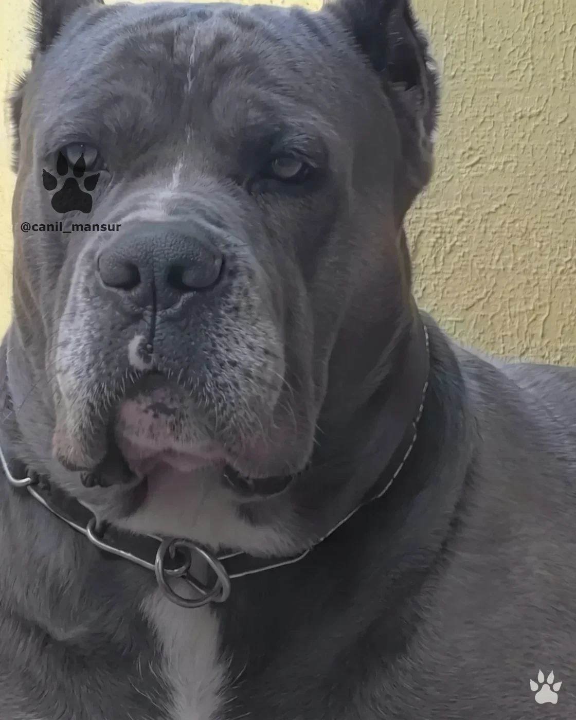 Cabeça de Cane Corso Italiano adulto, do Canil Mansur