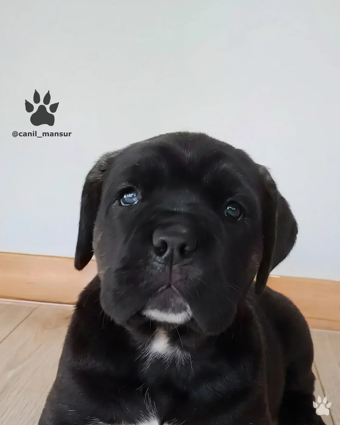 Filhote de Cane Corso preto olhando para a camera, dentro de casa