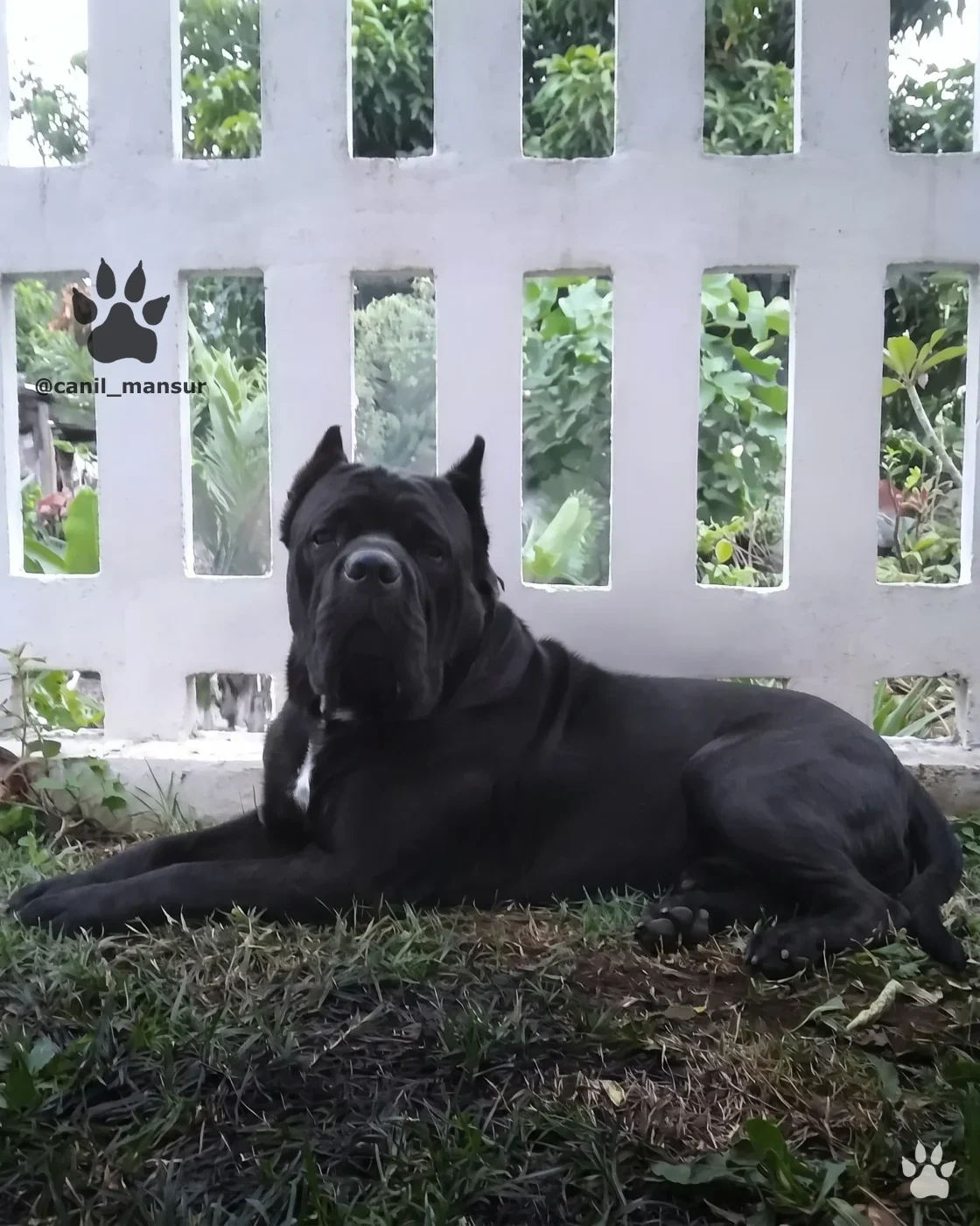 Cane Corso Italiano adulto do Canil Mansur, de perfil