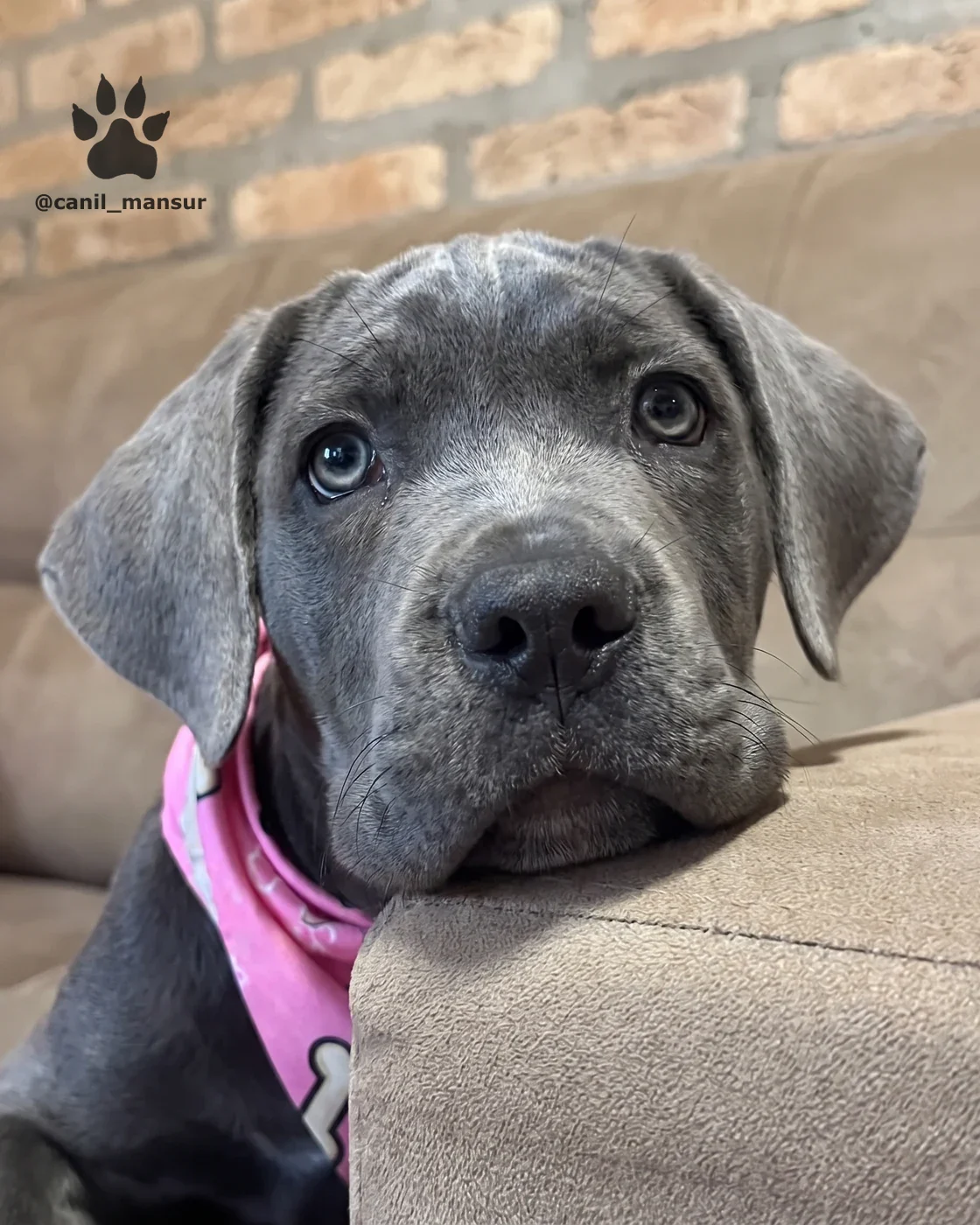 Cabeca de filhote de Cane Corso cinza, com um olho ainda azulado e o outro ja escurecendo
