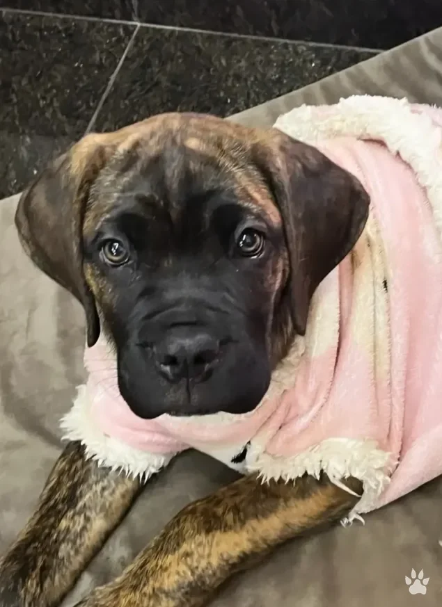 Filhote de Cane Corso tigrado enrolado em uma manta rosa