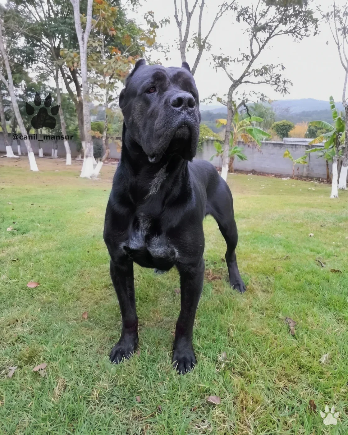 Cane Corso Italiano adulto do Canil Mansur
