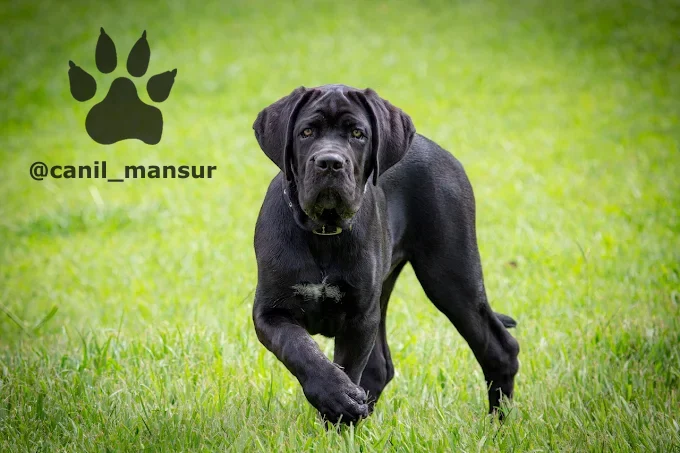 Filhote de Cane Corso preto correndo no gramado do canil