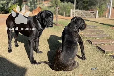 Dois Cane Corso adultos no gramado do Canil Mansur, em Guararema