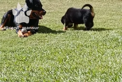 Rottweiler adulta e filhote no gramado do Canil Mansur