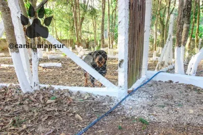 Baias externas do canil, entre as árvores com os troncos caiados