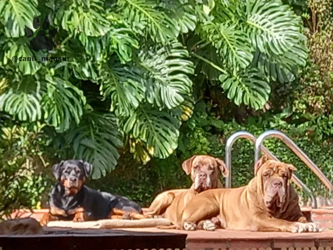 Rottweiler e dois Cane Corso deitados lado a lado, no Canil Mansur