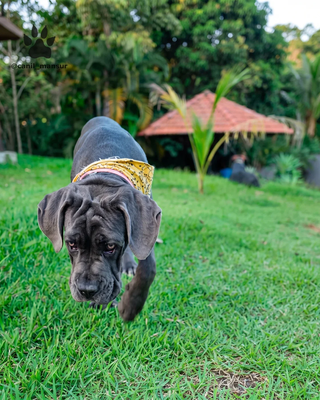 Filhote de Cane Corso cinza no gramado do Canil Mansur