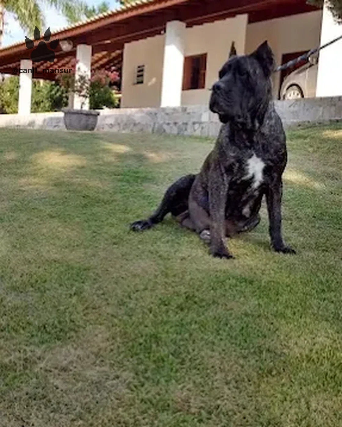 Reprodutor Cane Corso do Canil Mansur no gramado, diante das instalações