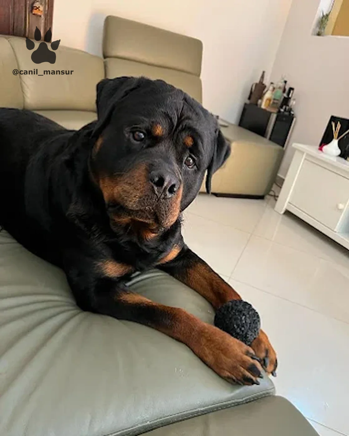 Rottweiler do Canil Mansur deitado no sofá da casa do tutor