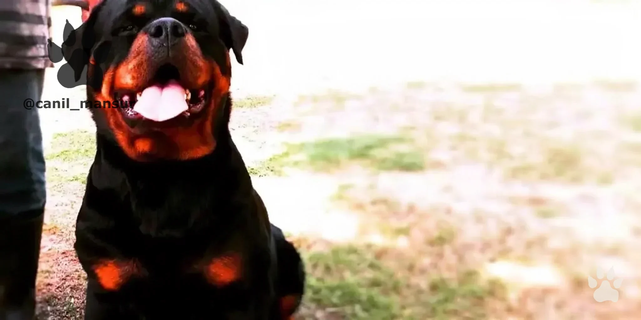 Rottweiler adulto do plantel do Canil Mansur