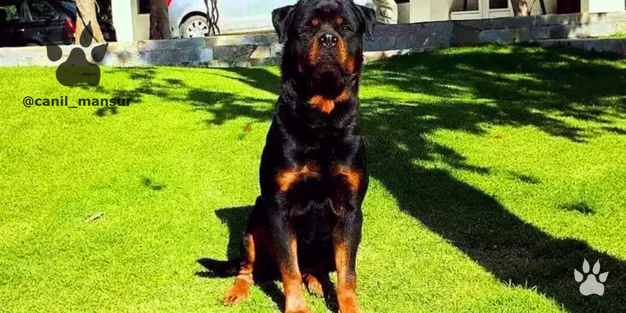 Rottweiler adulto do plantel do Canil Mansur em área externa