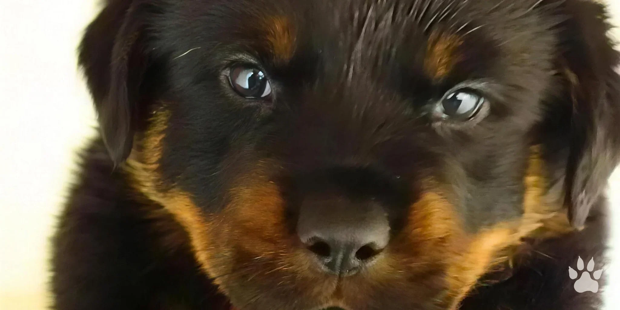 Filhote de Rottweiler em close
