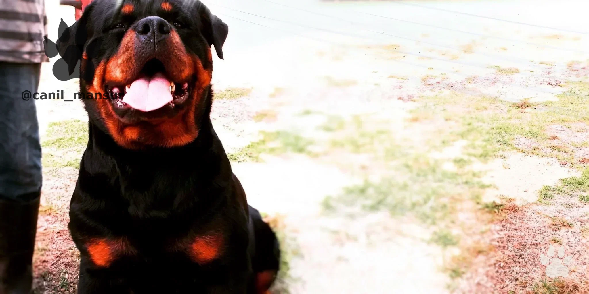Rottweiler adulto do plantel do Canil Mansur