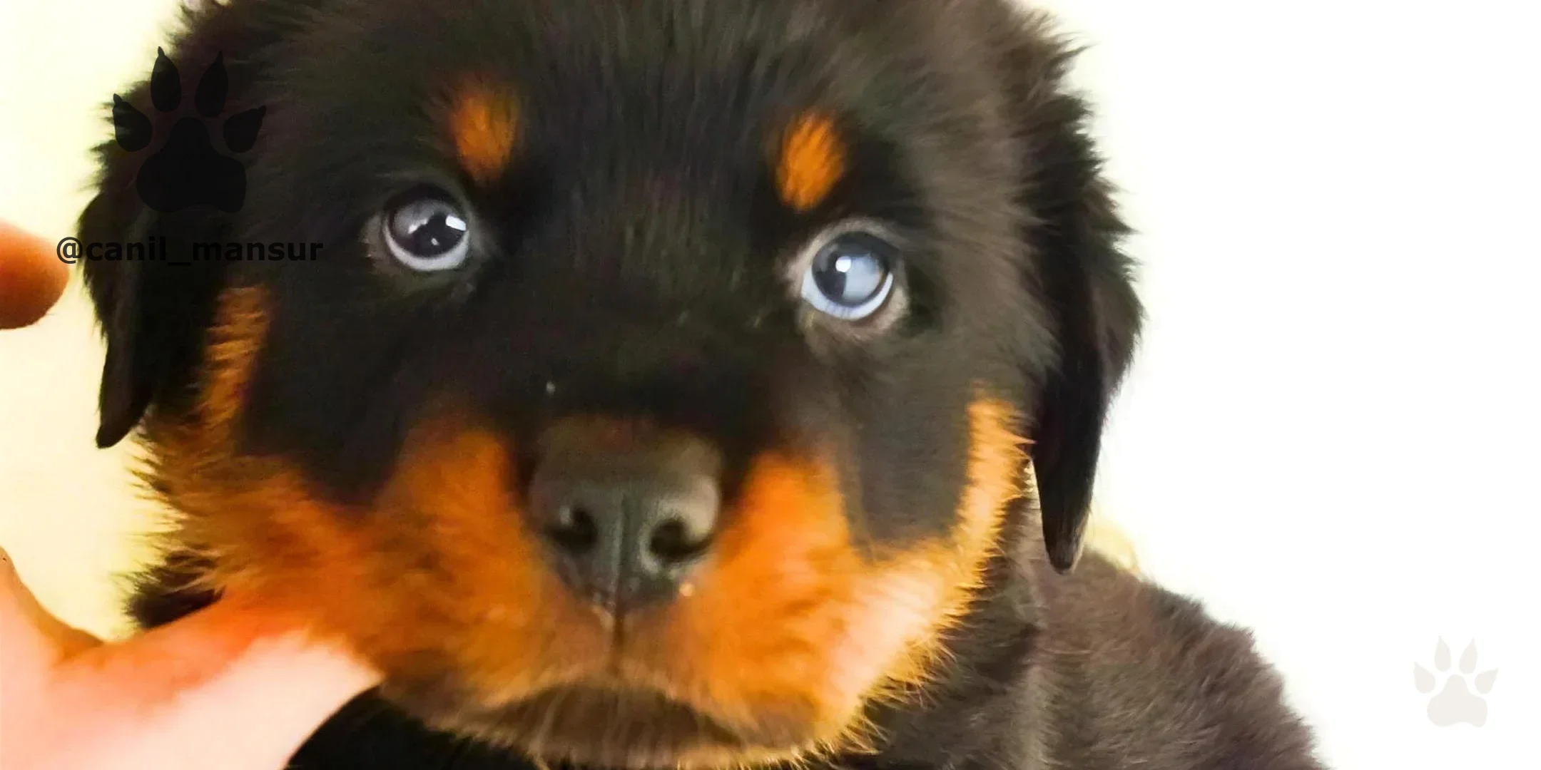 Rottweiler adulto do plantel do Canil Mansur