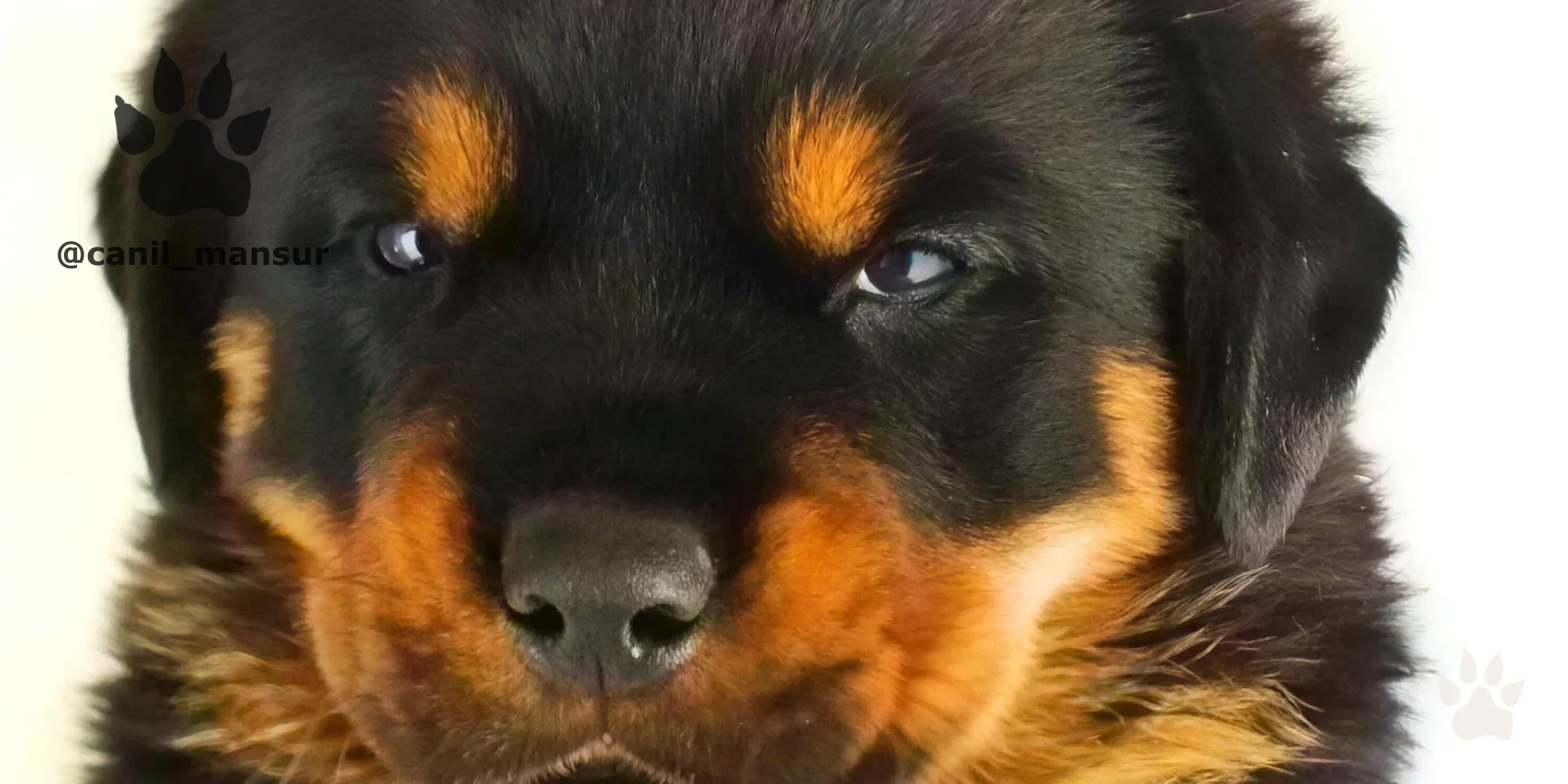Rottweiler adulto do plantel do Canil Mansur