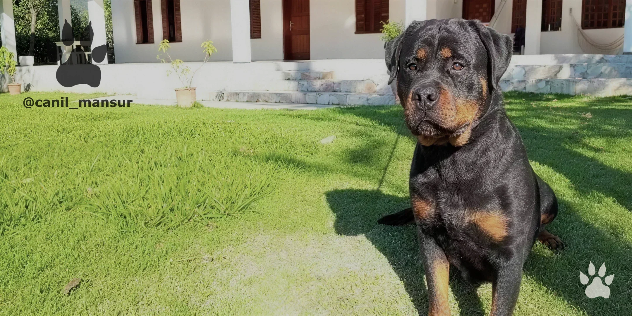 Rottweiler adulto do plantel do Canil Mansur