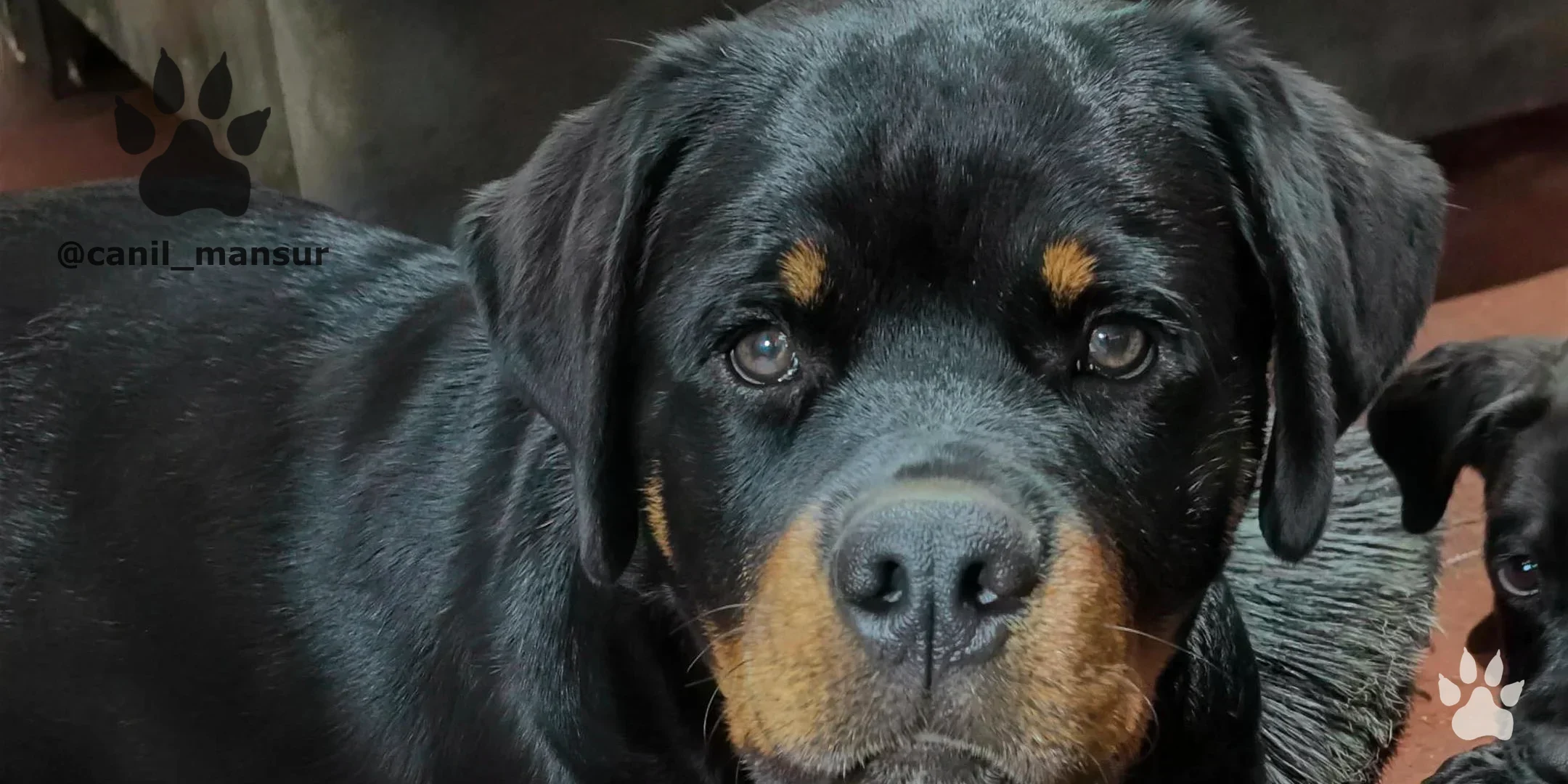Rottweiler jovem em treino, no Canil Mansur
