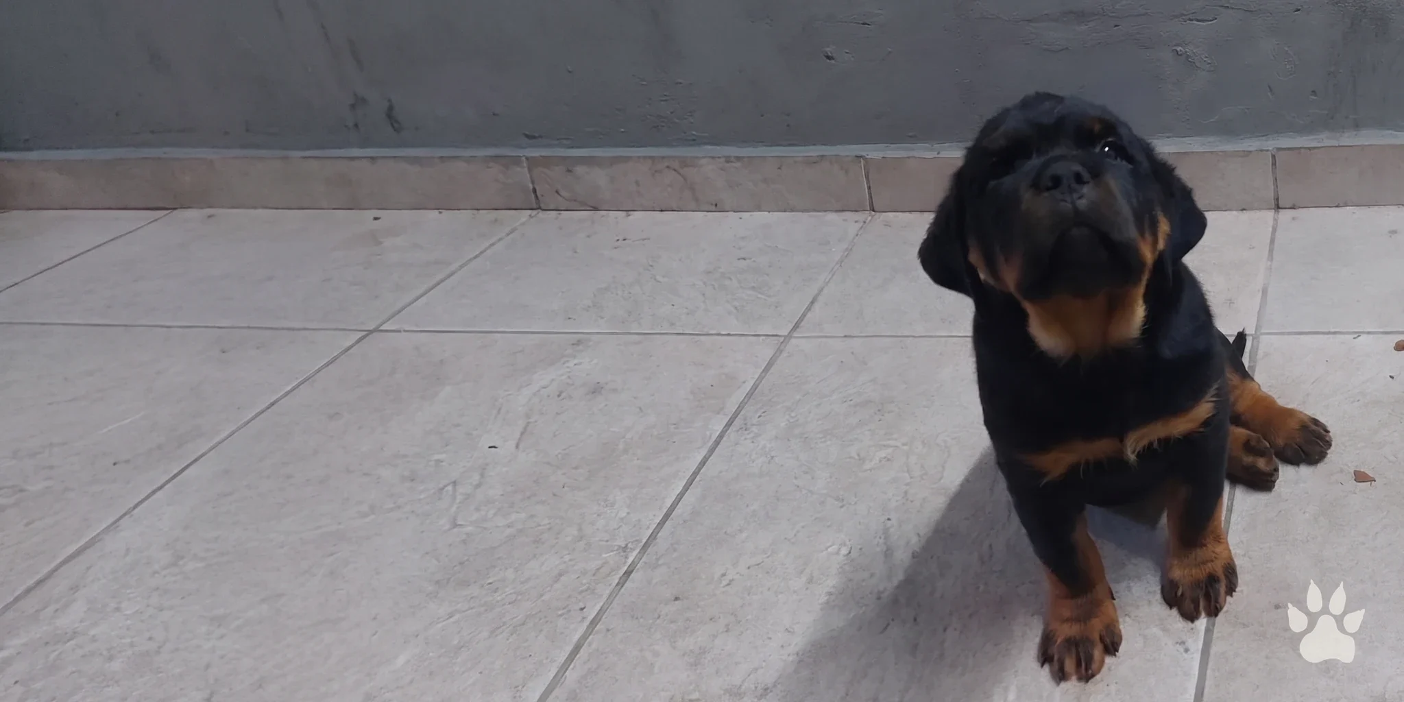 Filhote de Rottweiler sentado em um piso claro