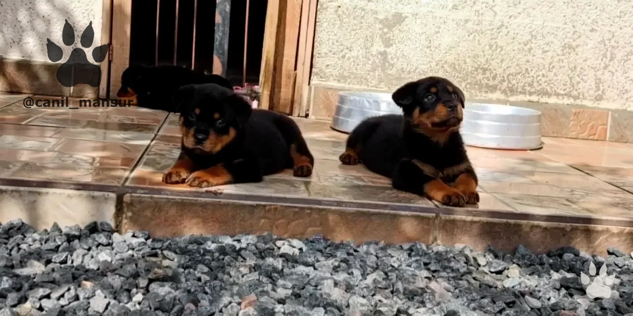 Filhote de Rottweiler fêmea do Canil Mansur