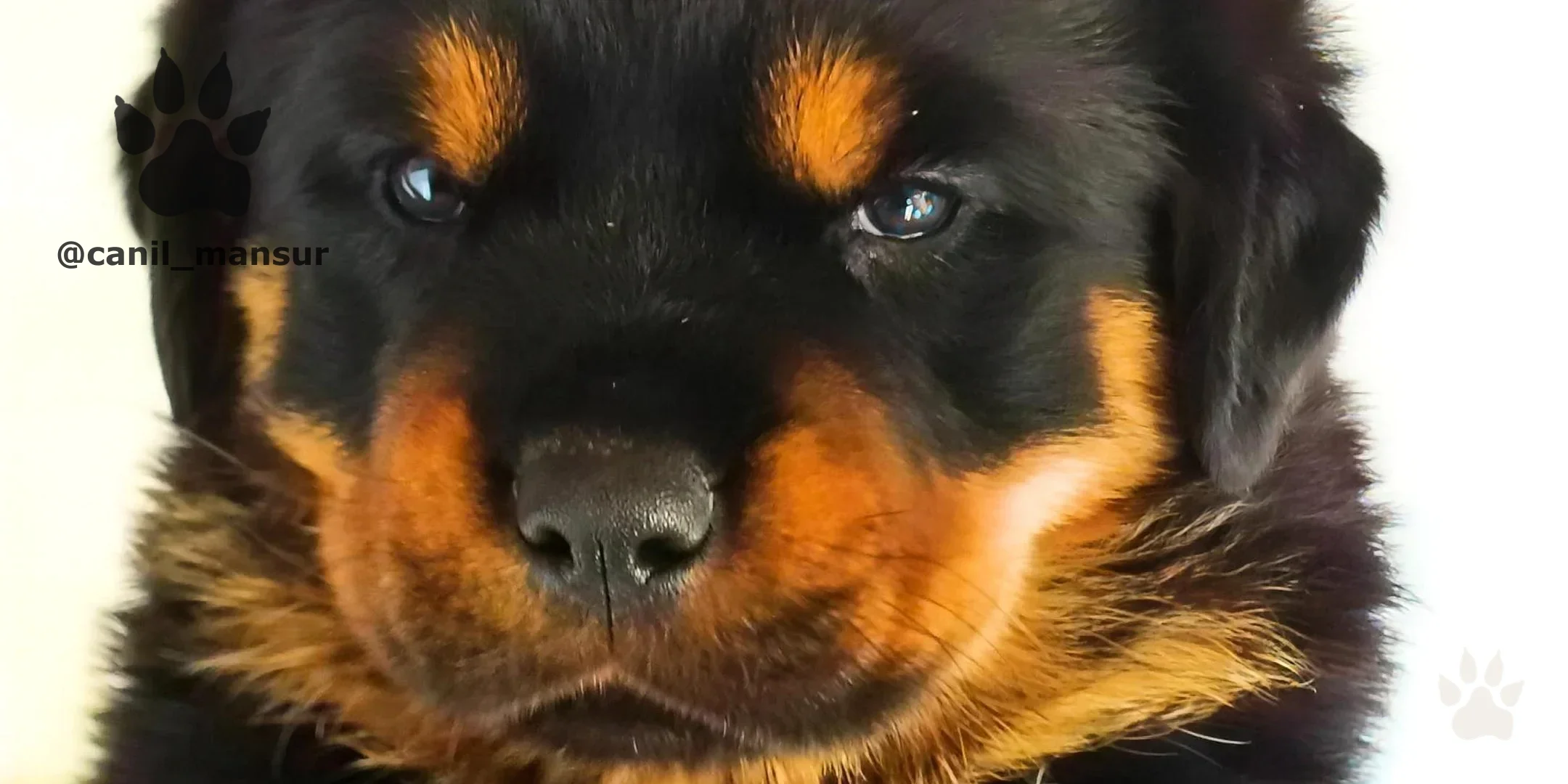 Filhote de Rottweiler macho do Canil Mansur