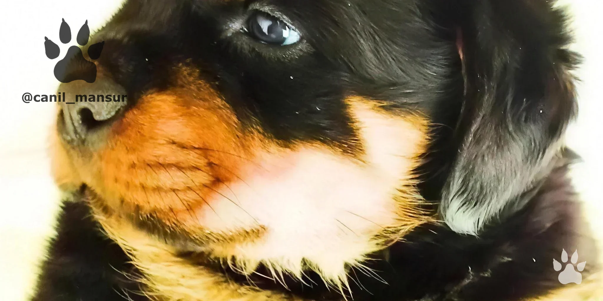 Filhote de Rottweiler do Canil Mansur