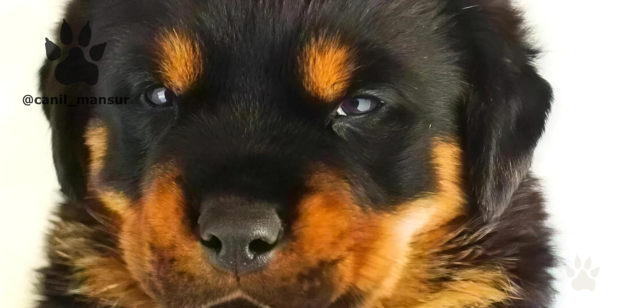 Rottweiler adulto do Canil Mansur, calmo em ambiente doméstico