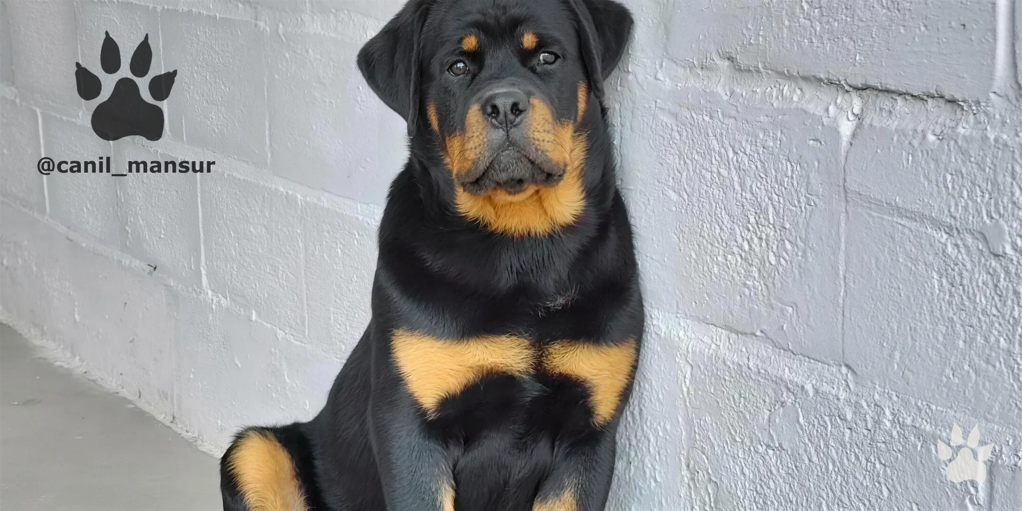 Rottweiler jovem em treino, no Canil Mansur