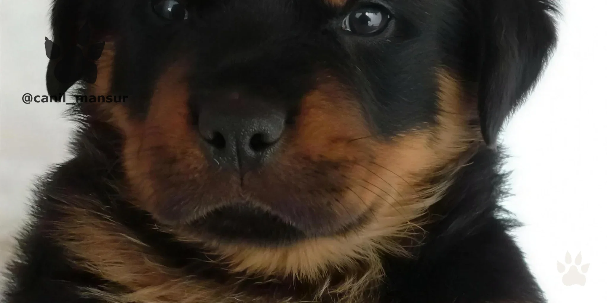 Filhotes de Rottweiler recém-nascidos no Canil Mansur