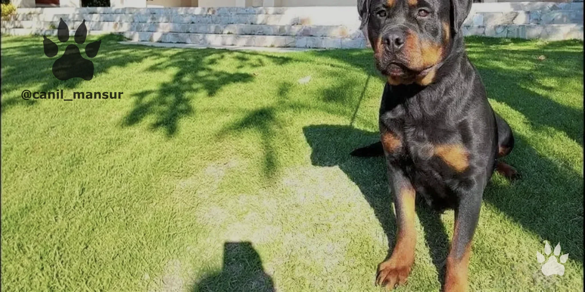 Rottweiler adulto atento, observando o entorno