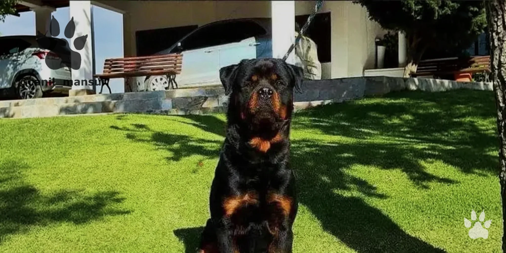 Rottweiler jovem do Canil Mansur, atento ao movimento