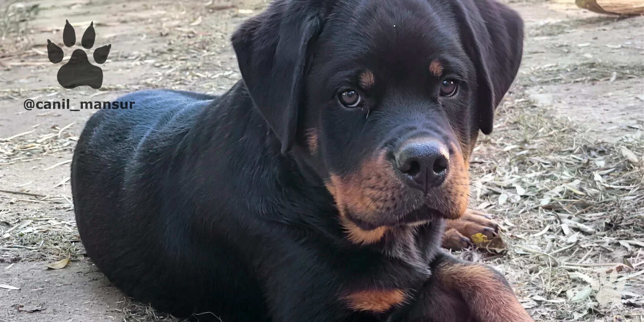 Rottweiler jovem do Canil Mansur