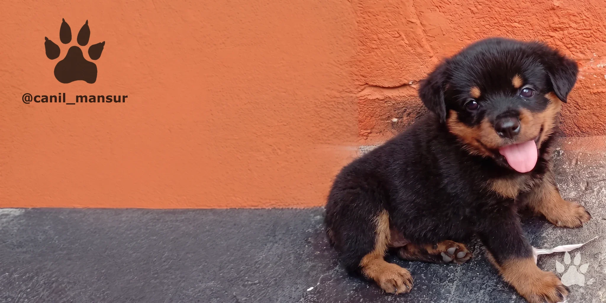 Filhote de Rottweiler do Canil Mansur