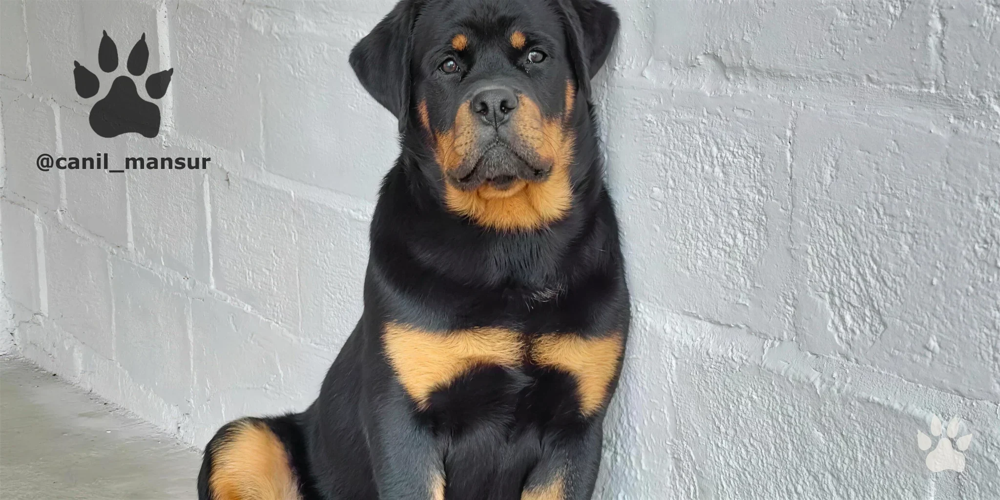 Rottweiler adulto do plantel do Canil Mansur