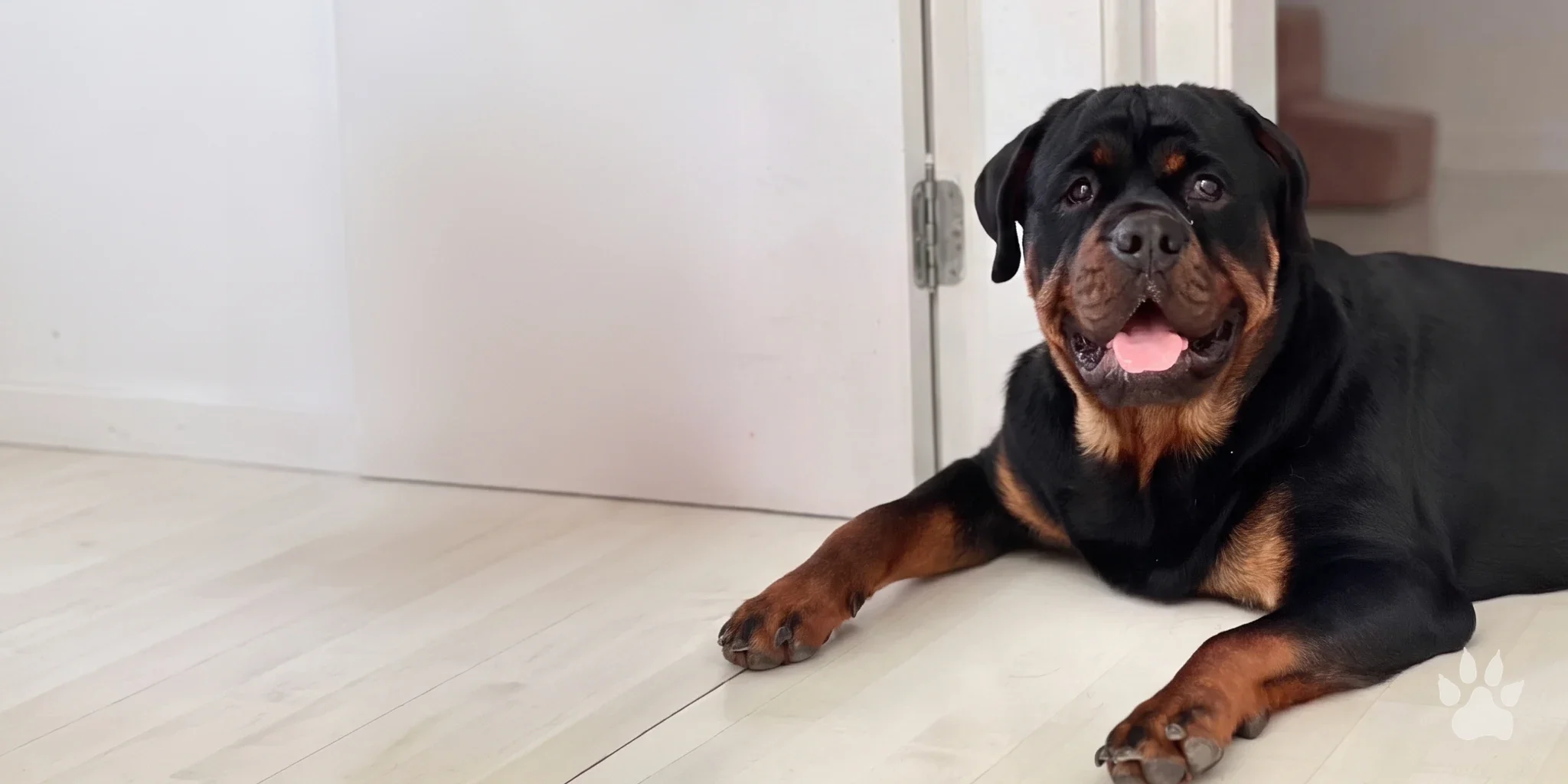 Rottweiler adulto preto e castanho deitado em piso claro