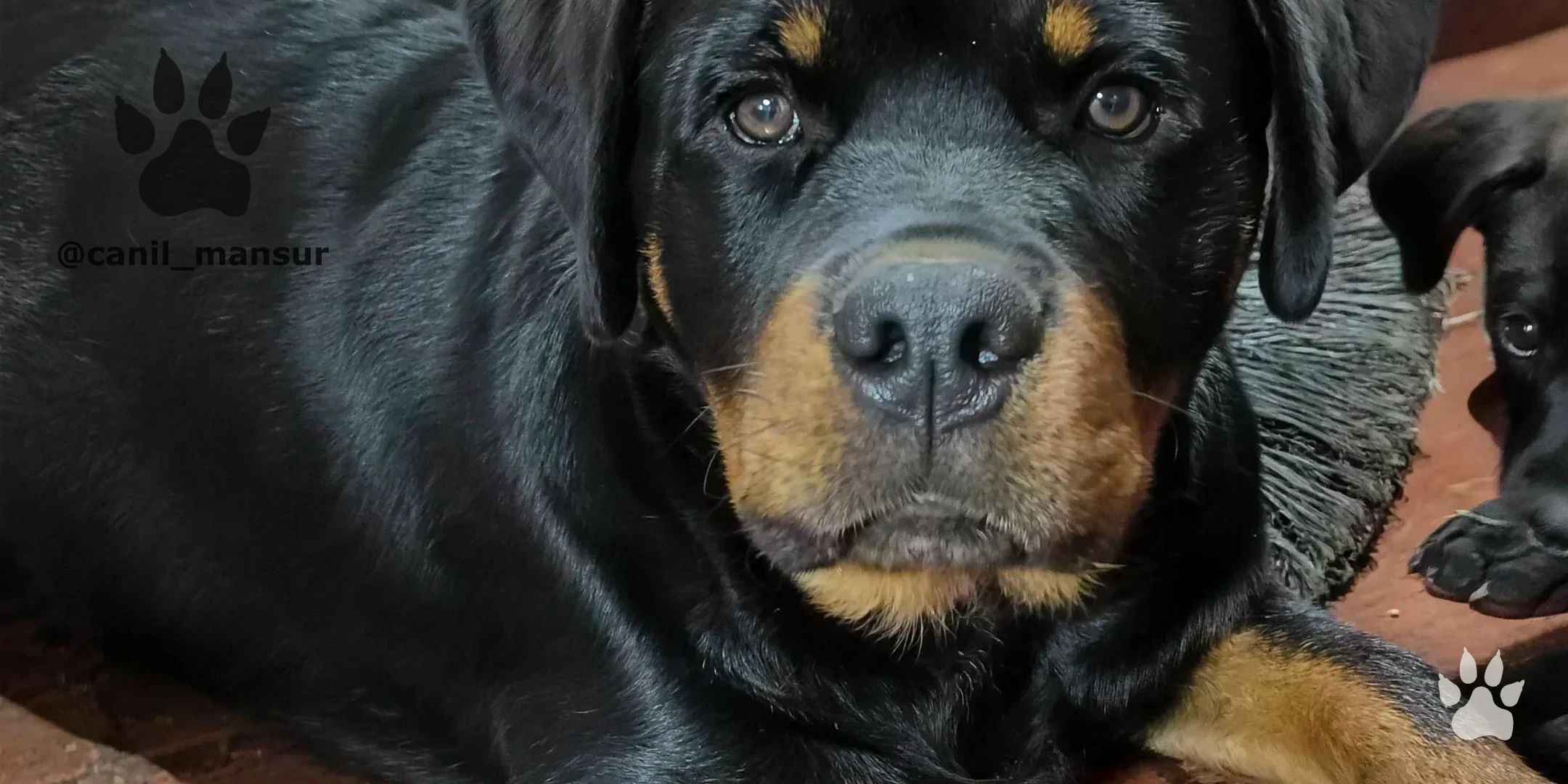 Rottweiler adulto do plantel do Canil Mansur