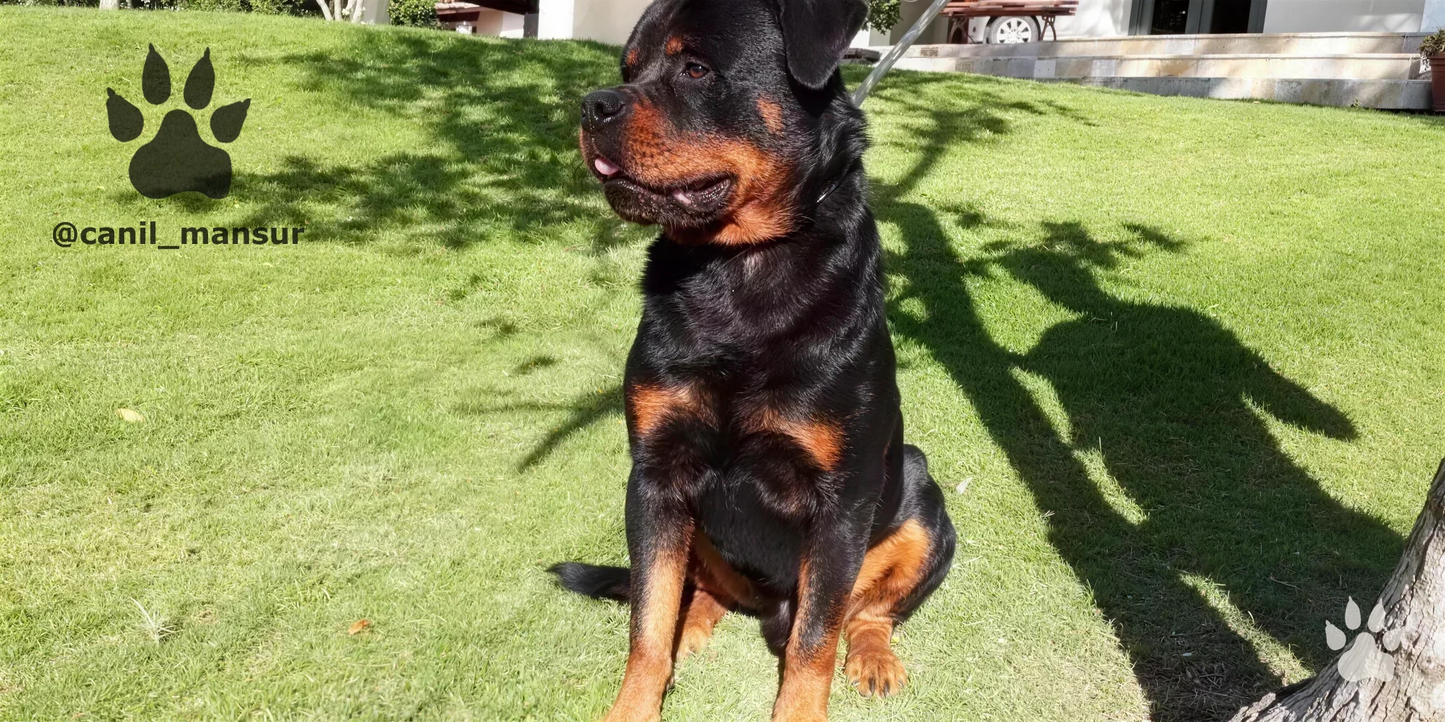 Rottweiler adulto do plantel do Canil Mansur