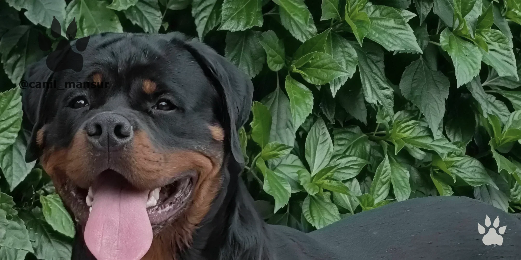 Rottweiler adulto de boca aberta em frente a folhagens