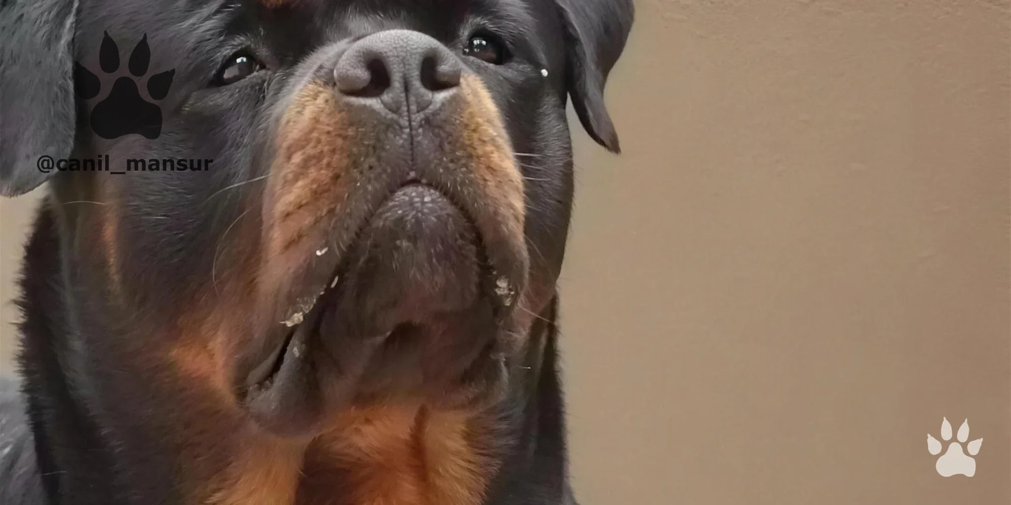 Rottweiler adulto olhando para cima, em close