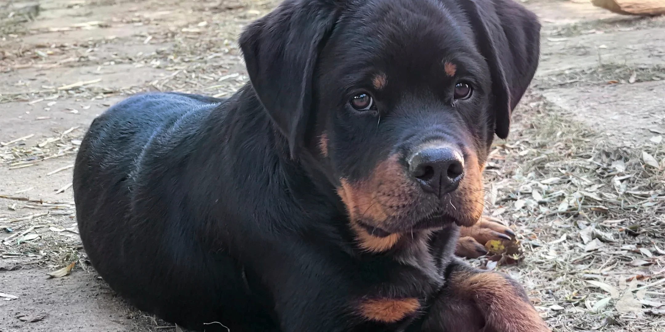 Filhote de Rottweiler deitado na terra