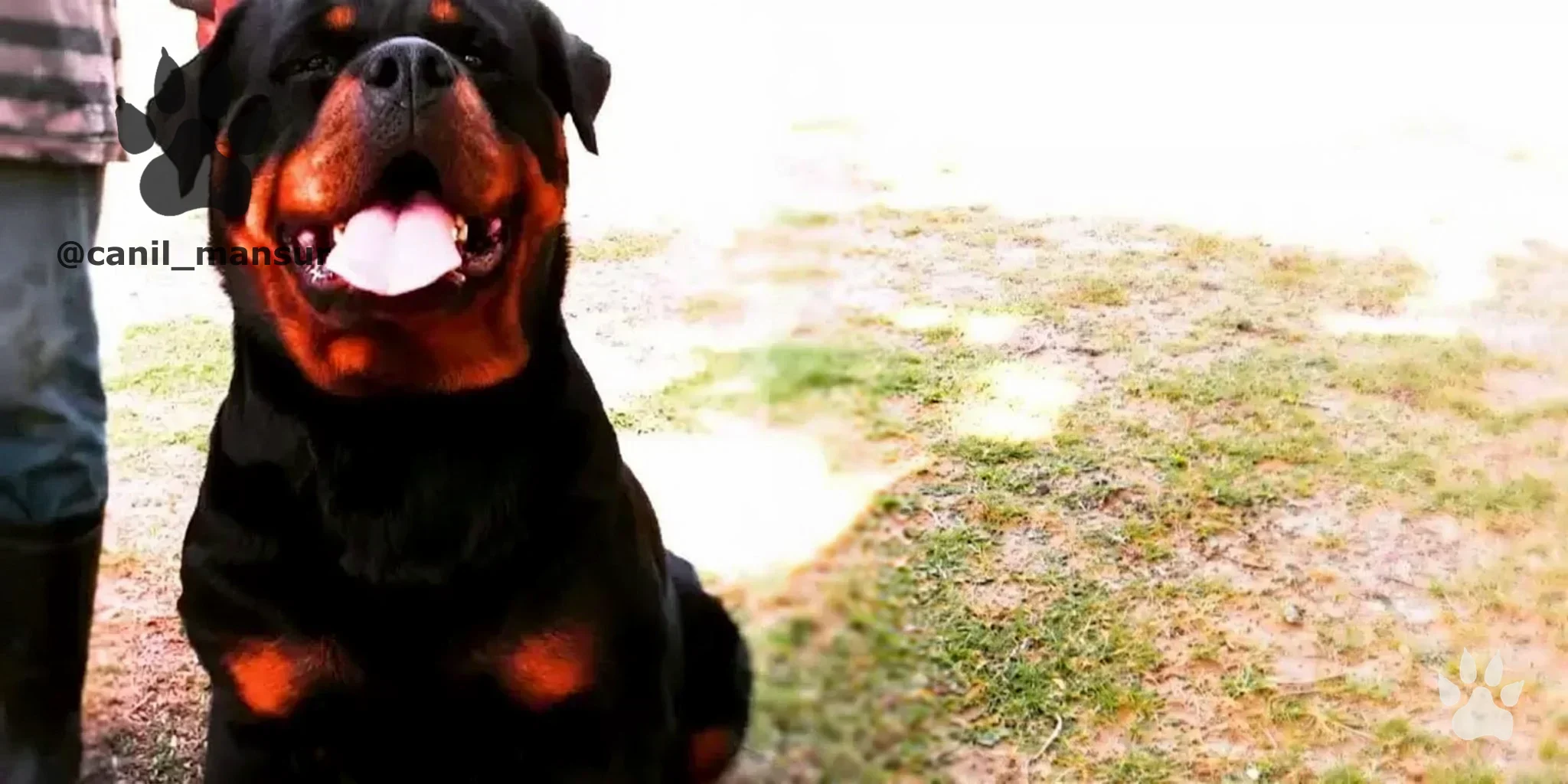 Rottweiler adulto do Canil Mansur em área externa