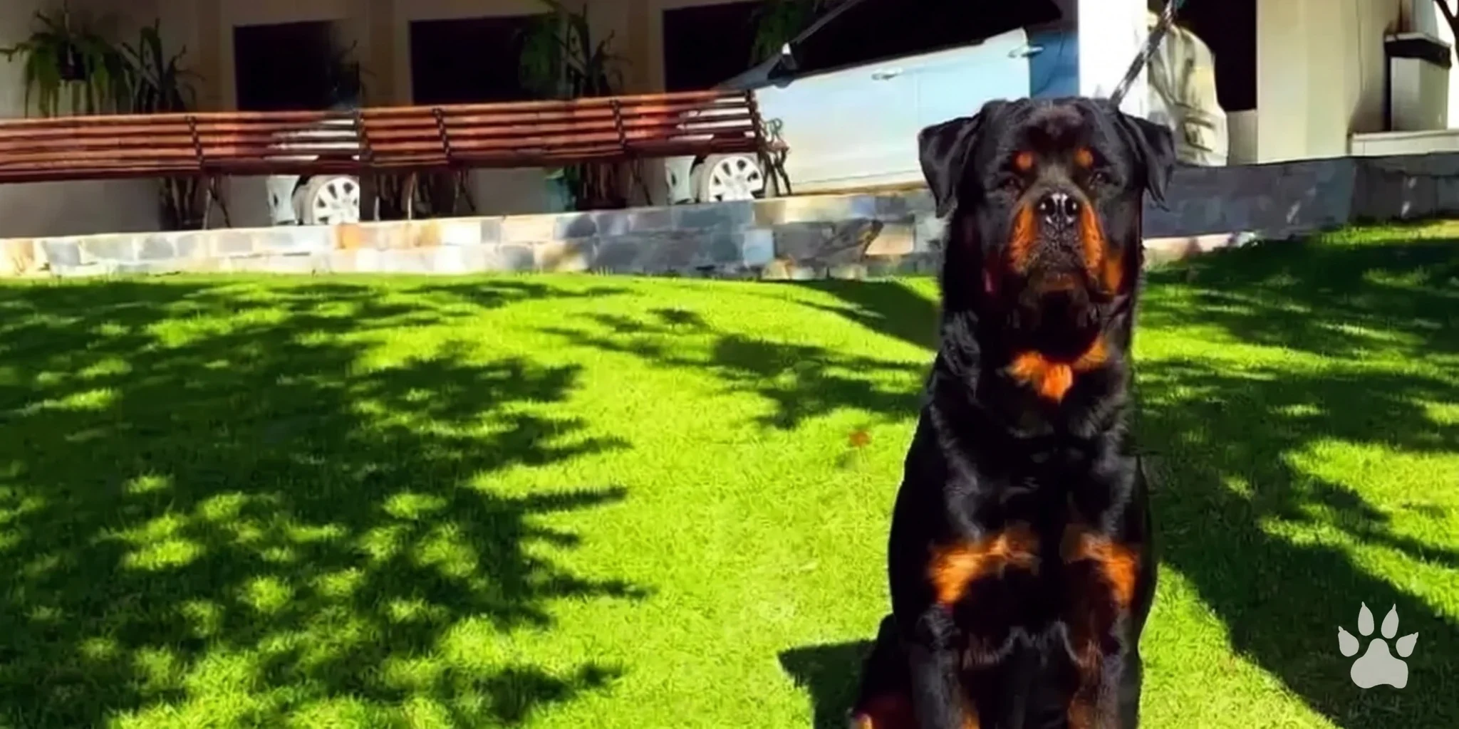 Rottweiler adulto sentado no gramado ensolarado