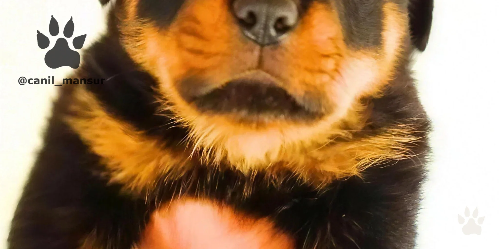 Rottweiler adulto do plantel do Canil Mansur
