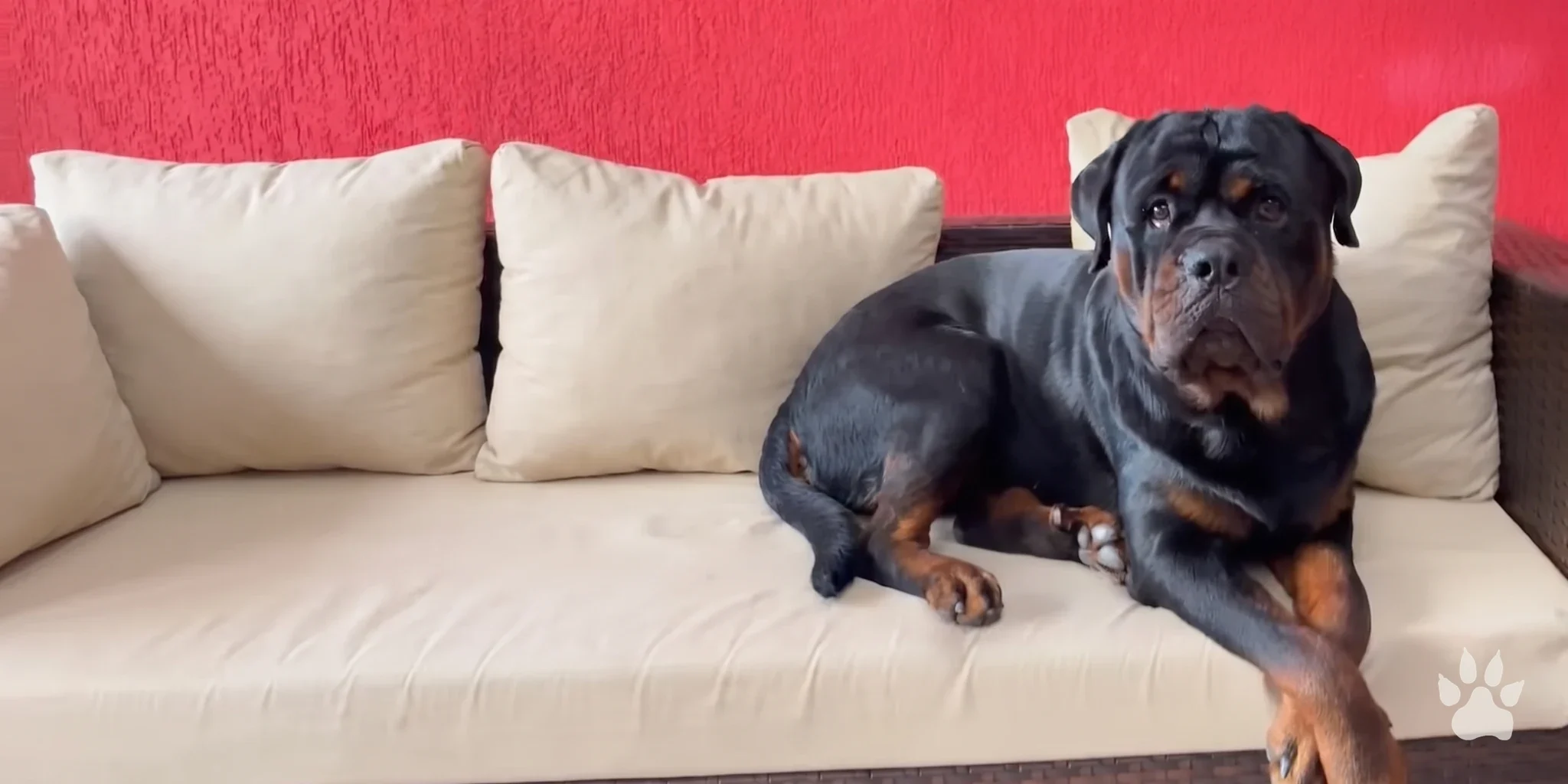 Rottweiler adulto deitado em um sofá branco