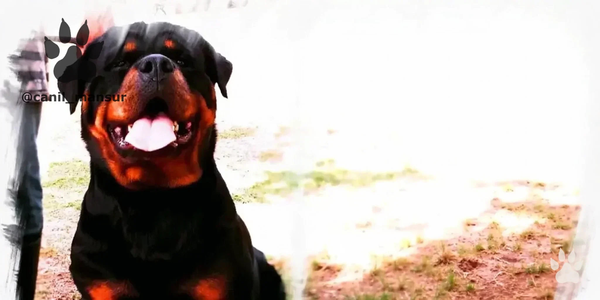 Filhote de Rottweiler do Canil Mansur